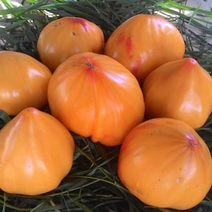 Golden Mountains Medeo Tomate Samen