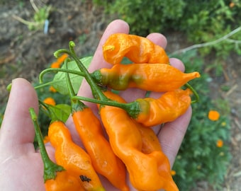Aji amarillo pepper seeds