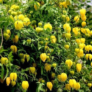 Clematis Tangutica Aztek seeds image 1