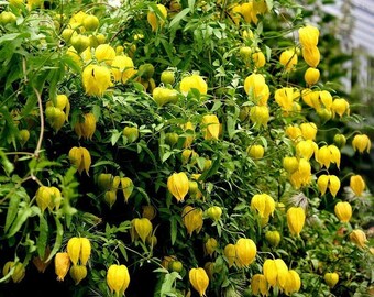 Clematis Tangutica Aztek seeds