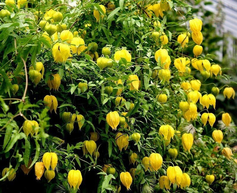 Clematis Tangutica Aztek seeds image 1