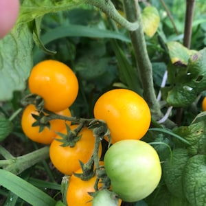 Dwarf Galen’s Yellow tomato seeds