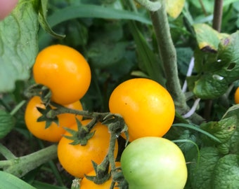 Dwarf Galen’s Yellow tomato seeds