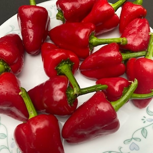 May include: A white plate with 13 red Kordoula peppers. The peppers are shiny and have green stems.