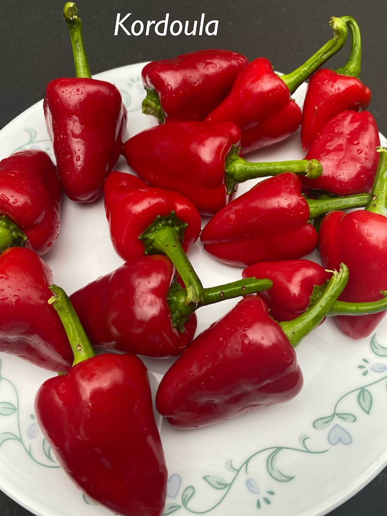 May include: A white plate with 13 red Kordoula peppers. The peppers are shiny and have green stems.