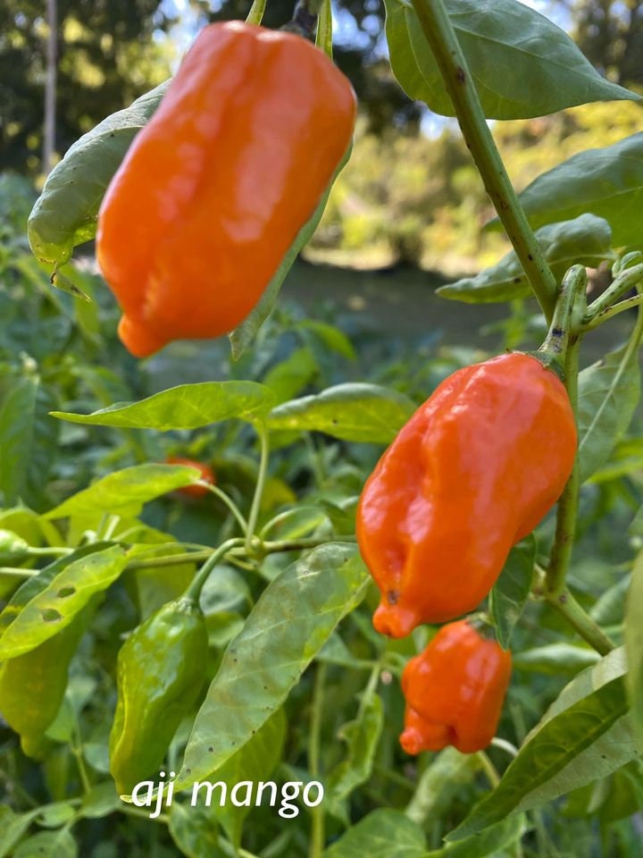 10 SEMI DI peperoncino MURUPI PURPLE ( omaggio ogni 5 acquisti) EUR 3,80 - IT 10 SEMI DI peperoncino MURUPI PURPLE ( omaggio ogni 5 acquisti) EUR 3,80 - IT