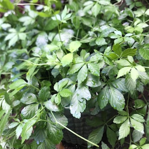 Jiaogulan or Gynostemna alive plant