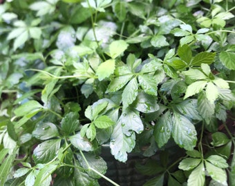 Jiaogulan or Gynostemna Alive Plant - Etsy