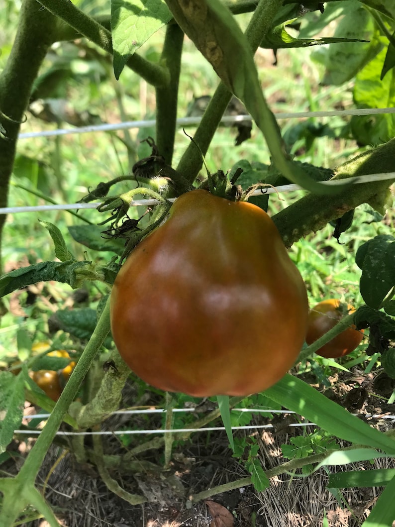Black Truffle Tomatoes Seeds Etsy