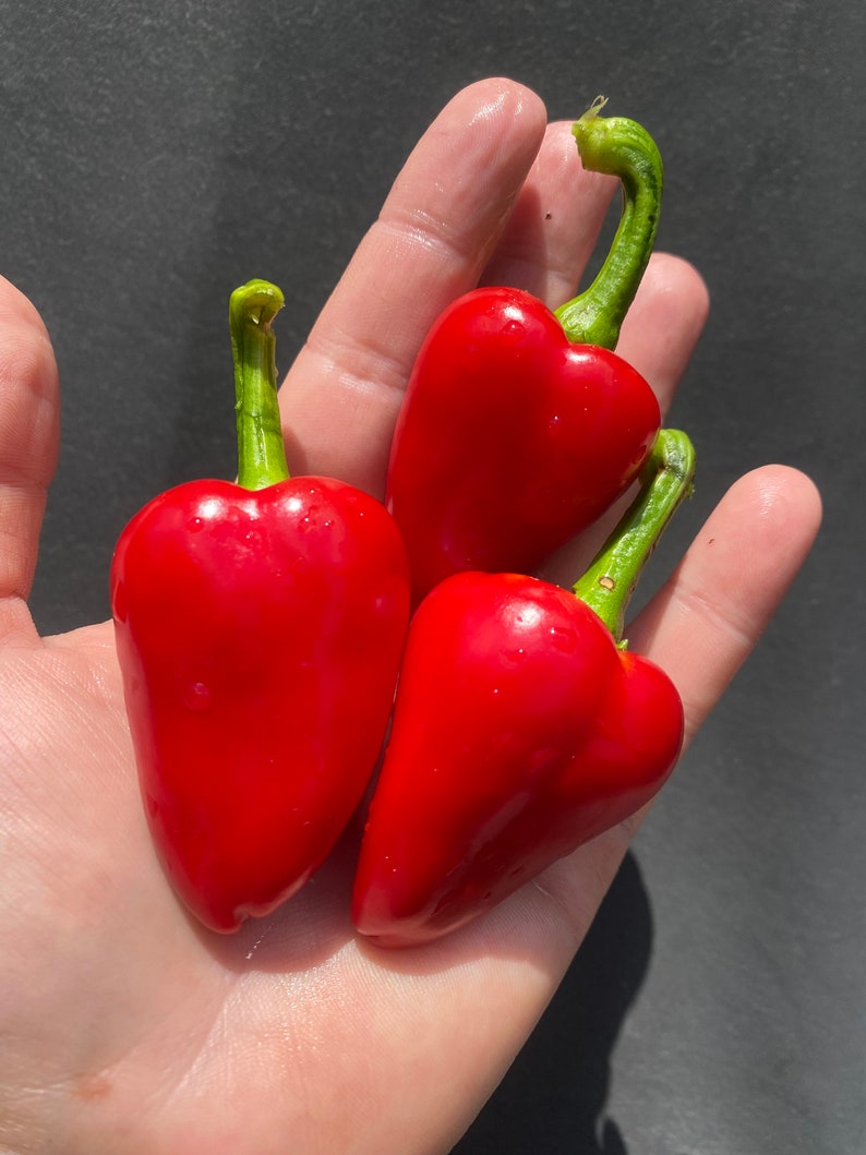 May include: Three red heart-shaped peppers with green stems, held in a hand.