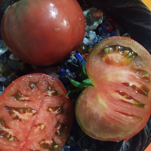 Jarson 4 tomato seeds, polish selection