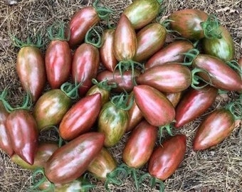 Purple smaragd tomato seeds