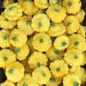 Puede incluir: Una colección de numerosas calabazas de verano amarillas, cada una con un borde festoneado distintivo y un pequeño tallo verde centrado. Las calabazas están empaquetadas estrechamente, llenando el encuadre con su color vibrante.