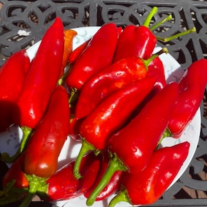 Joelene&#39;s rustic Italian sweet pepper seeds