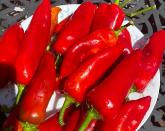 May include: A white plate filled with bright red chili peppers. The peppers have a long, tapered shape with green stems. The image is taken in natural light, highlighting the vibrant color of the peppers.