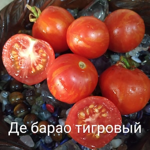 Sementes de tomate tigre De Barão