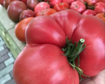 Puede incluir: Primer plano de un tomate rojo grande de herencia con una forma única en forma de corazón. El tomate todavía está unido a la vid y tiene un tallo verde.