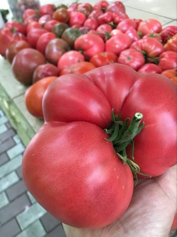 Ivuntian Giant Tomato, Heirloom Kazakhstan - Etsy