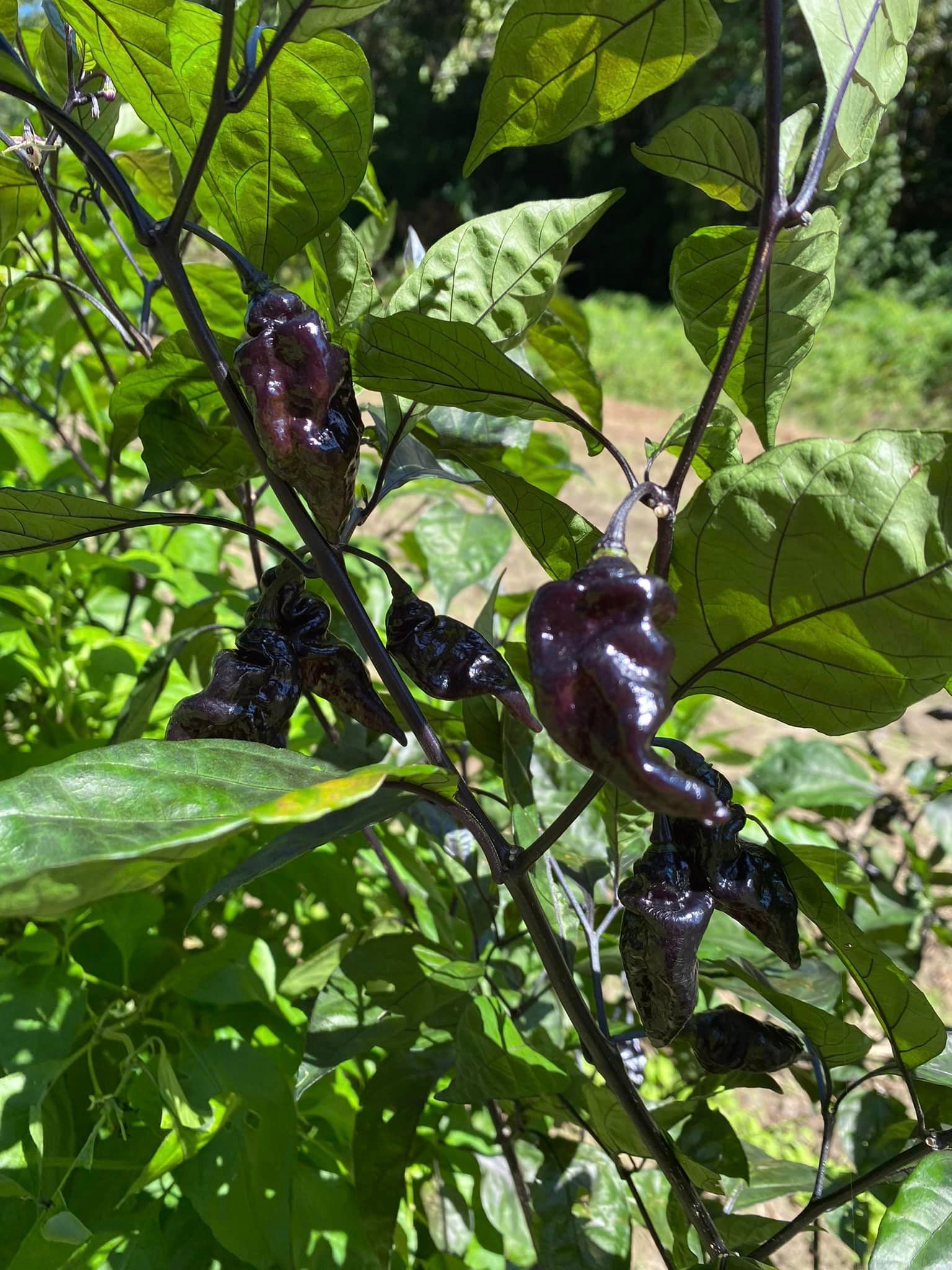 Python Chili BJ Black X BC Python Hot Chili Pepper Seeds - Etsy