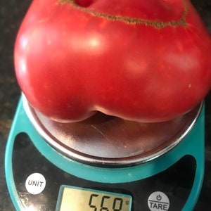 Big pink tomato