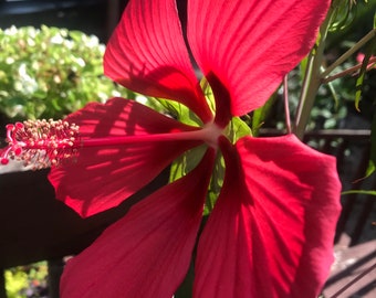 15 TEXAS STAR red hibiscus seeds, easy to grow.