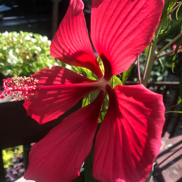 15 TEXAS STAR red hibiscus seeds, easy to grow.