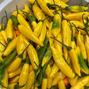 Semi di peperoncino ananas Aji