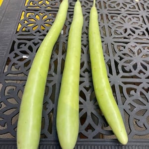 Cucuzzi squash seeds