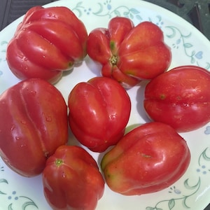 Gezahnte tomato seeds