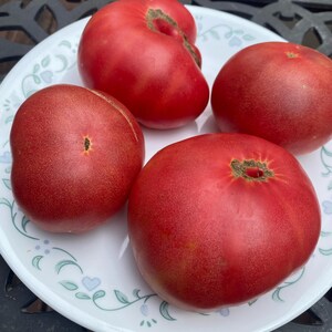 May include: Four ripe, red dwarf Rosella Crimson tomatoes are arranged on a white plate with a floral design. The tomatoes have a deep red color and a slightly irregular shape. The text "dwarf rosella crimson" is at the bottom of the image.