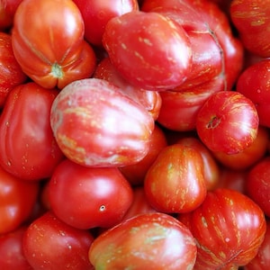 May include: A pile of ripe, red tomatoes with various shapes and sizes. Some tomatoes have a striped pattern, while others are solid red. The tomatoes are fresh and appear ready to eat, perfect for a salad or sauce.