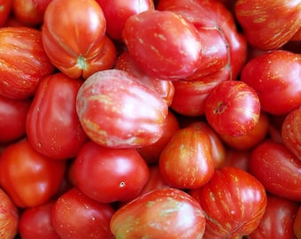 Semi di pomodoro Borsa di Montone, Italia