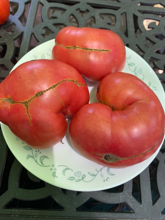 Ivuntian Giant Tomato, Heirloom Kazakhstan - Etsy