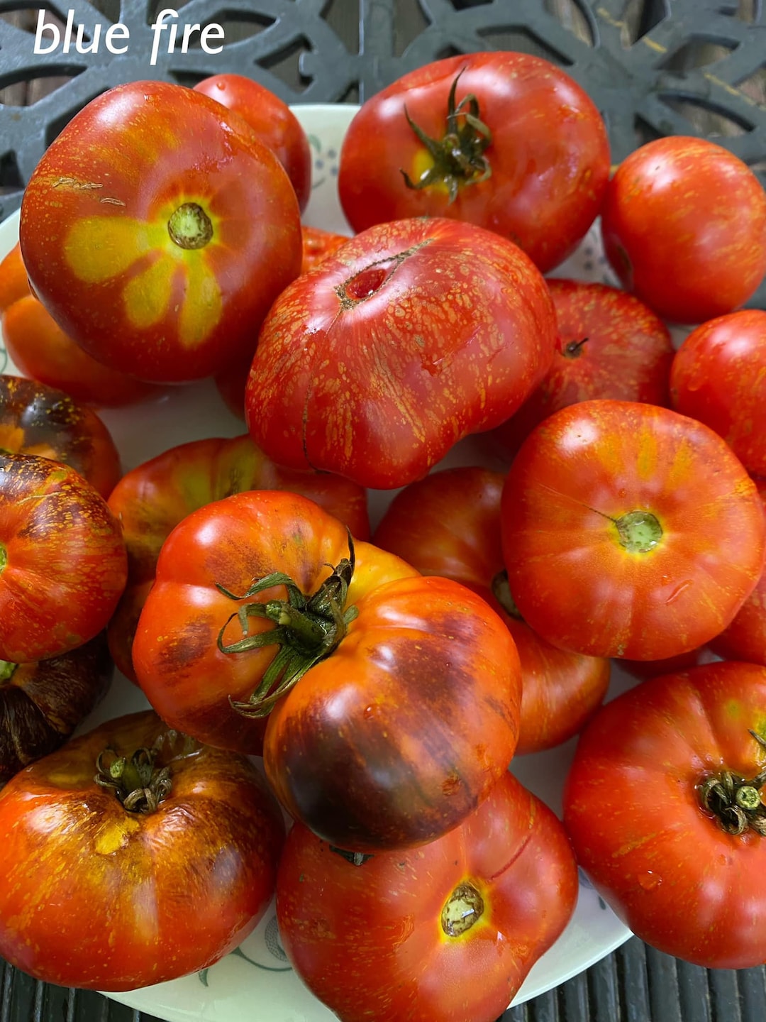Blue Fire Tomatoes Seeds - Etsy