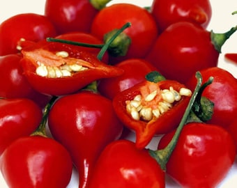 Bequinho vermelho red pepper seeds