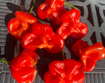 ベキーニョ ヴェルメーリョ 赤唐辛子の種 - Etsy 日本