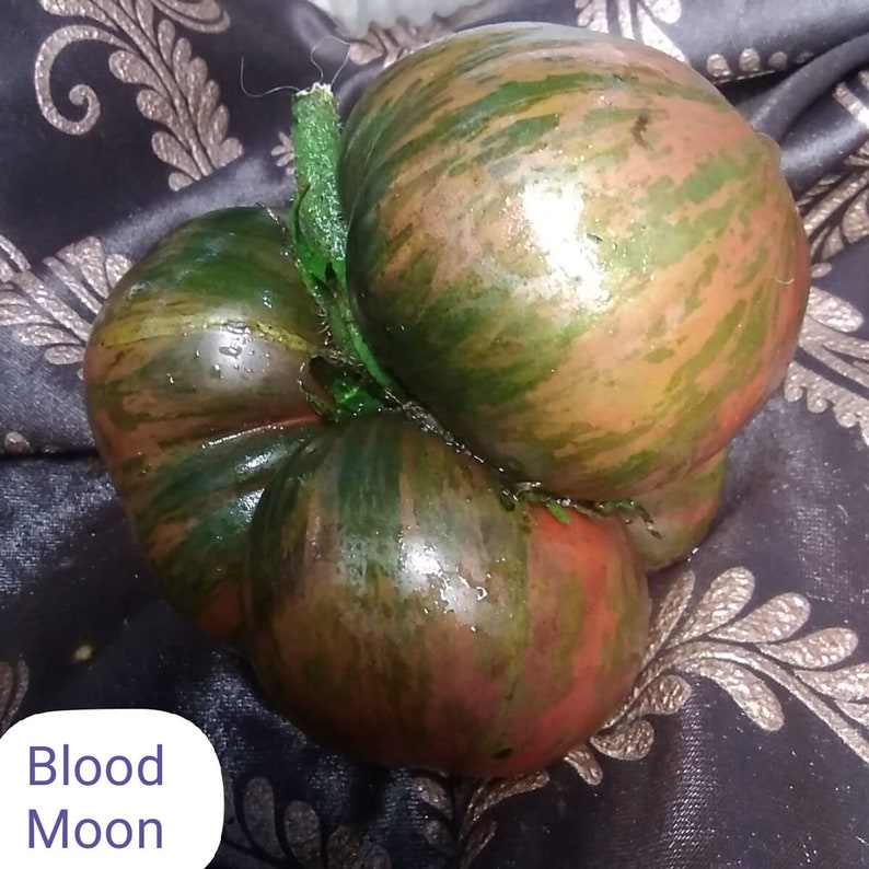 Blood Moon Tomato Seeds Etsy