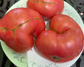 Dwarf coorong pink tomatoes seeds