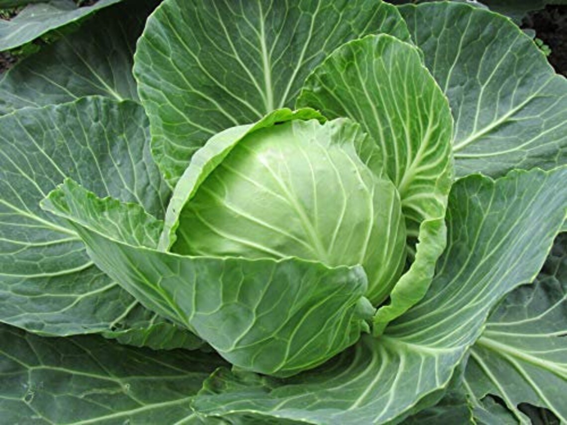 Cabbage late flat dutch 50 seeds Etsy