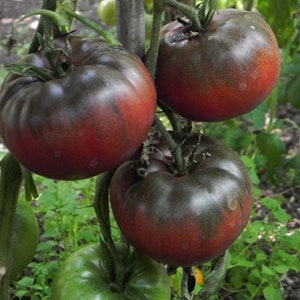 Black krim