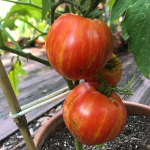 Tomate Coração Anão Salpicado