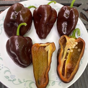 Mulato Isleno pepper seeds