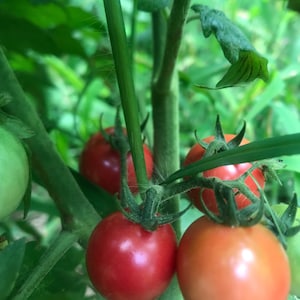 Dwarf Johnson’s cherry
