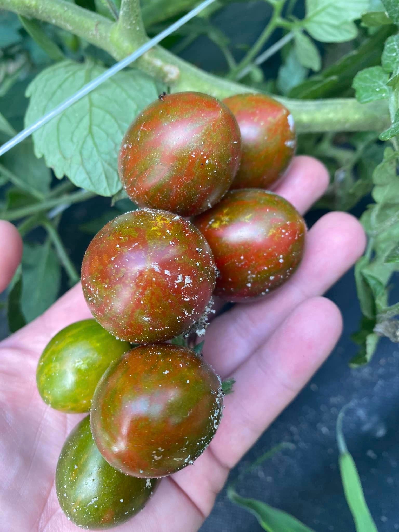 Chocolate Striped Cherry Tomato - Etsy