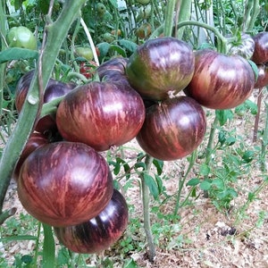 Starfighter Beefsteak tomatoes seeds
