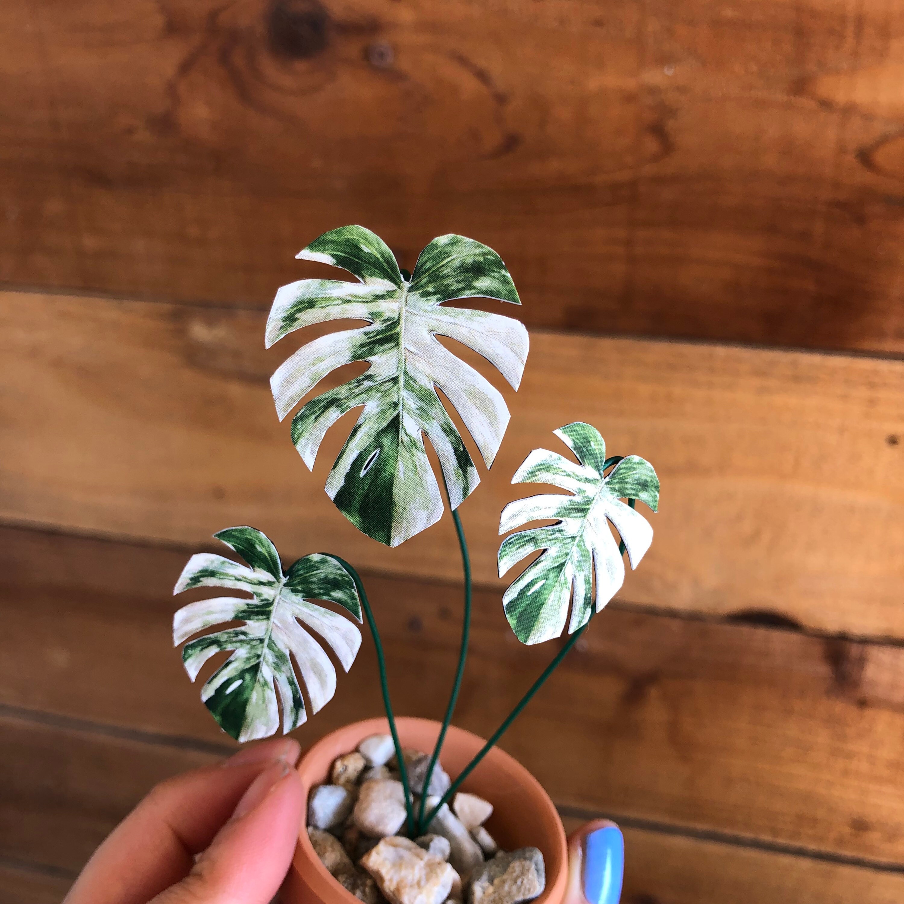 Paper Plant Variegated Monstera Albo Leaf Plant Miniature Etsy