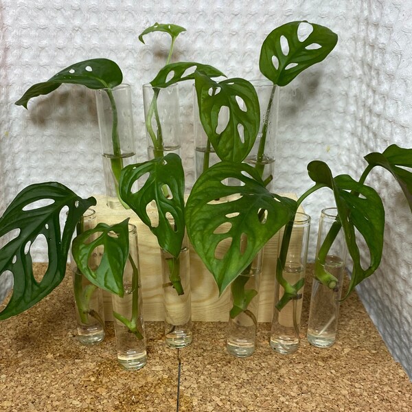 Monstera Adansonii Semi- Rooted cuttings.