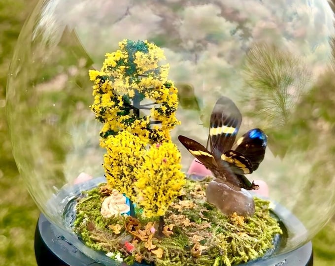 Real Butterfly In Glass Dome/Day Forester Moth Diorama With Natural Smoky Quartz Crystal Eterusia Repleta