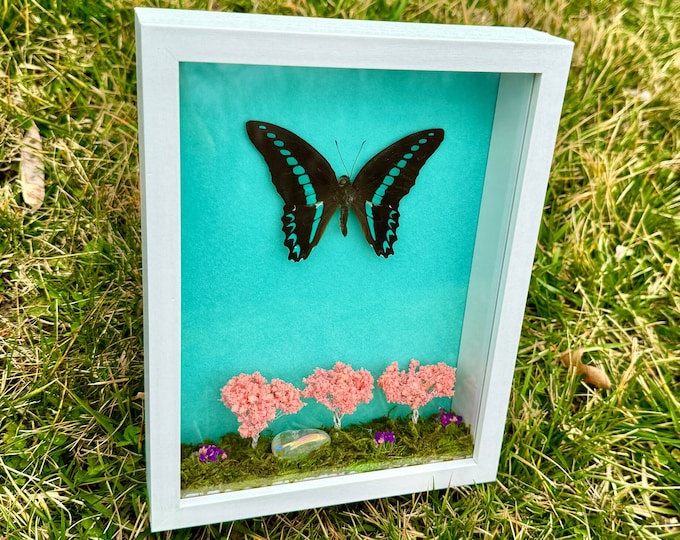 Real Milons Swallowtail Framed Butterfly Nature Diorama Shadowbox Angel Aura Quartz Crystal