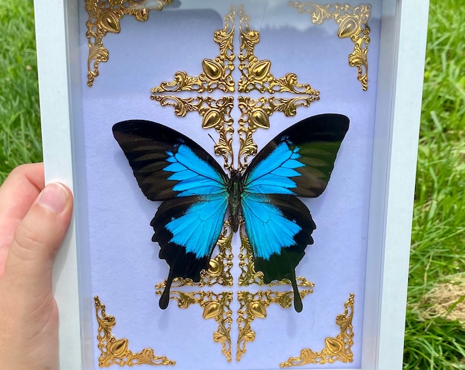 Real Blue Mountain Swallowtail Framed Butterfly Specimen Preserved White Wood Frame (Papilio Ulysses) Gothic Style